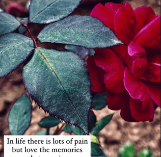 A deep red rose with a poetic English quote by Jaitry Upadhyay about love, pain, and memories.