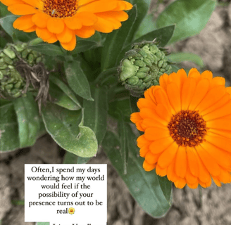  Vibrant orange flowers with an English quote by Jaitry Upadhyay about wondering and longing.