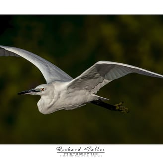 Aigrette garzette