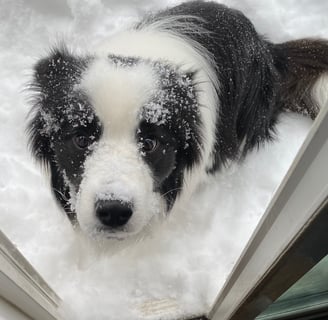 a dog is looking at the camera while standing in the snow