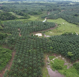 Conteo de cultivo de palma de aceite en colombia