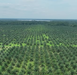 finca de cultivo de palma realizada con drone en Cesar Colombia