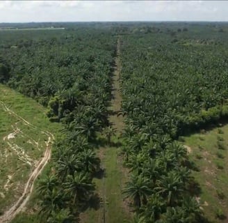 finca de cultivo de palma realizada con drone en Cesar Colombia
