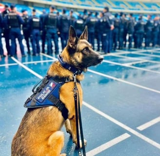 a dog with collar and harness