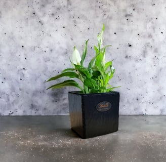 a planter with a plant in a black box