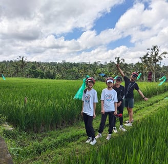 UBUD rice fields