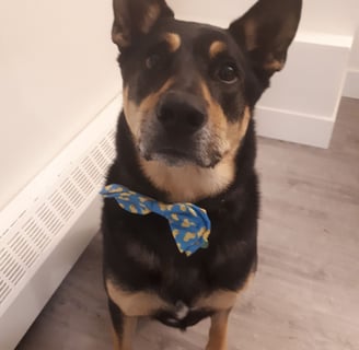 Eddie, a german shepherd mix, who is a very good boy.
