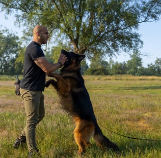 Hundetrainer aus Bremen beim Einzeltraining