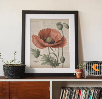 Poppy Flower framed