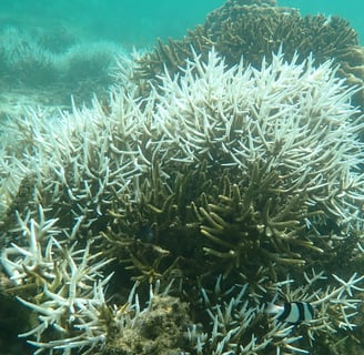Bleached branching Acropora in St Felix (June 2025)