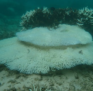 Bleached tabular corals in St Felix (June 2025)