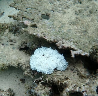 Bleached anemone in Bel Ombre (June 2025)