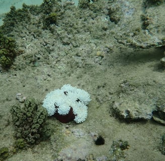 Bleached anemone in Bel Ombre (June 2025)