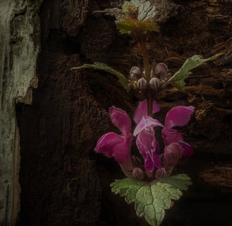 the-flower-levels-to-my-insanity-awmouton