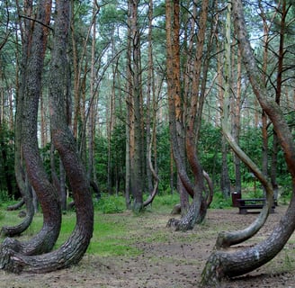 Crooked Forest, Poland – Crooked Forest, Poland – eerie twisted trees.