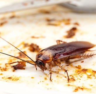 cockroach attracted by moldy food