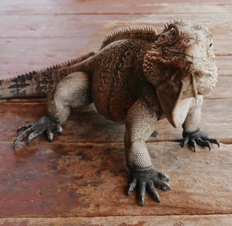 A happy iguana, such as would be found in many tropical destinations