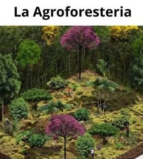 La Agroforestería, diseños 3D permacultura, bosque alimentario, bosque sintrópico, agricultura  