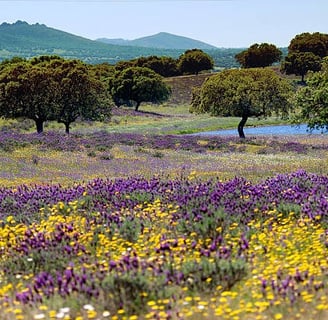 Parque Nacional de Monfragüe
