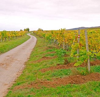 Ruta del Vino de La Mancha