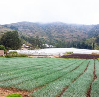 Sierra de Cebollera