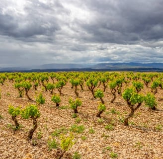 Vinos de Navarra