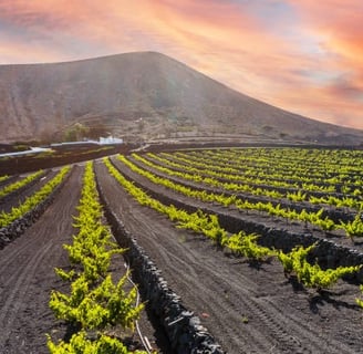 vinos volcánicos
