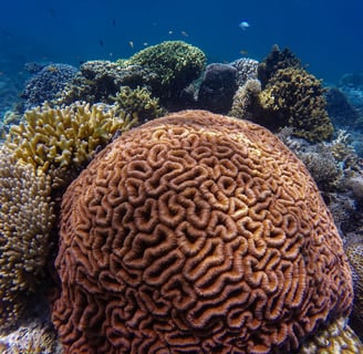 Exploring the Depths: The Mysteries of Deep Ocean Ecosystems and Their Conservation
