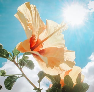 How to Take Stunning Photos in Harsh Sunlight: Expert Tips for Perfect Shots