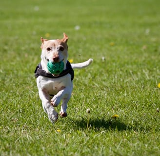 Pet Photography: How to Capture Perfect Shots of Your Pets Every Time