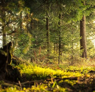 The Hidden Life of Forests: How Trees Communicate with Each Other