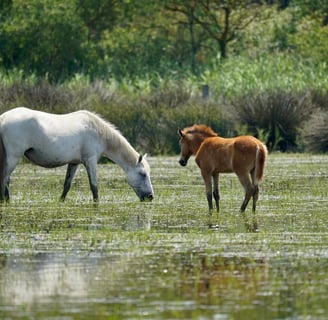 The Importance of Wetlands in Biodiversity Conservation: Protecting Our Planet's Ecosystems