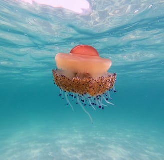 The Ripple Effect: How Climate Change Is Disrupting Ocean Currents and Marine Life