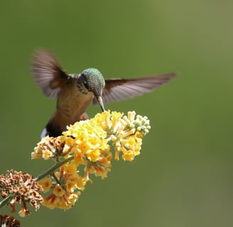 The Role of Pollinators in Sustainable Ecosystems