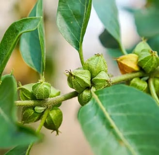 Ashwagandha tea