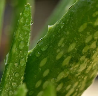 Top Sulfate-Free Shampoos for Itchy Scalps