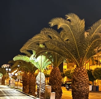 a street scene with palm trees and a street light