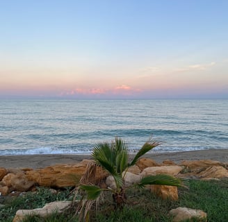 a palm tree on a beach with a sunset