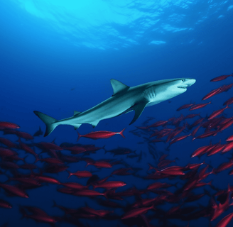 Imagem contrastante de oceanos azul e vermelho, simbolizando diferentes abordagens de mercado.