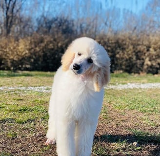 a white Standard poodle standing in the grass with a blue sky in the background