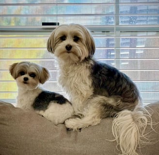 two puppies sitting on a couch in front of a window