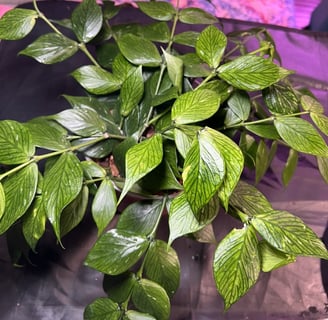 a large hoya polyneura, glossy and dark green