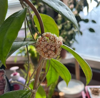 a large, full bloom on a hoya sp. chicken farm. the flowers are white, orange, and red