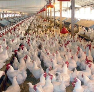poultry_farming_in_india