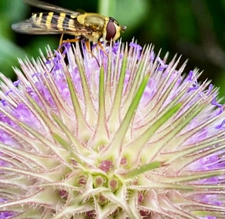 A hover fly on a teasel, Manchester. Photo by Celia Hooson, Circular City