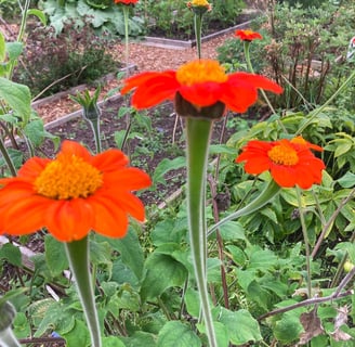 Pollinators growing amongst arable crops on an urban allotment by Celia Hooson, Circular City