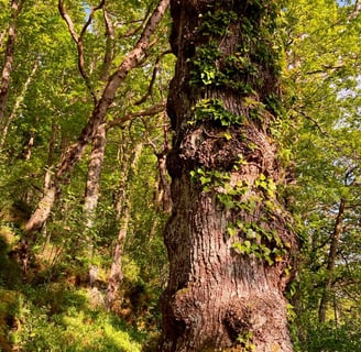 An image of an urban woodland with a tree trunk in the foreground by Celia Hooson, Circular City