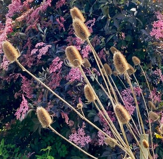 Teasels and a black elder on an urban allotment in Manchester by Celia Hooson, Circular City