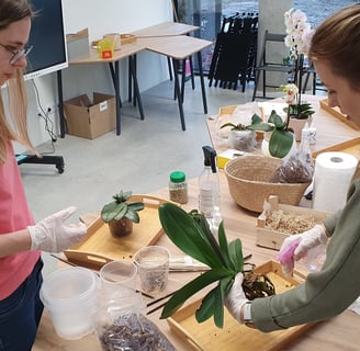 Viltė orchidėjų laboratorijos įkūrėja persodina orchidėją kartu su dirbtuvių dalyve