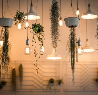 a bunch of hanging plants in a room